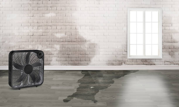 Best Basement water damage restoration  in Annetta, TX